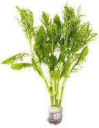 SubstrateSource Live Aquarium Stem Plants - Freshwater Aquatic Plant for Fish Tanks, Aquascaping - (Water Wisteria Hygrophila Difformis, 1 Bunch)