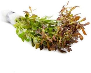 SubstrateSource Live Aquarium Stem Plants - Freshwater Aquatic Plant for Fish Tanks, Aquascaping - (Needle Leaf Ludwigia Arcuata, 4 Bunches)