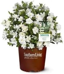Southern Living Jubilation Gardenia, 1 Gallon, White Fragrant Blooms, Spring to Fall Flowering