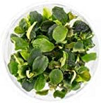 Bucephalandra sp. 'Green Wavy' in Vitro Tissue Culture Cup