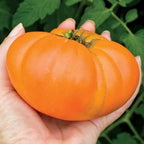 Park Seed Variety of Tomato Seeds, Planting Vegetables, Easy to Grow, Non-GMO, Perfect for Harvesting, Kellogg's Breakfast Organic, Pack of 30