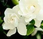 Southern Living Jubilation Gardenia, 1 Gallon, White Fragrant Blooms, Spring to Fall Flowering