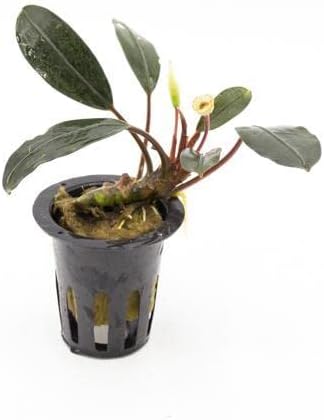 SubstrateSource Bucephalandra Pink Lady Potted Live Aquarium Plant - Natural Freshwater Fish Tank Decorations, Aquatic Décor