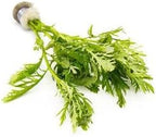 SubstrateSource Live Aquarium Stem Plants - Freshwater Aquatic Plant for Fish Tanks, Aquascaping - (Water Wisteria Hygrophila Difformis, 1 Bunch)