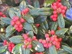 Burfordi Holly | 3 Extra Large 3 Gallon Plants | Ilex Cornuta | Fast Growing Evergreen Shrubs, Privacy Hedge Plants, Dark Green Foliage, Low Maintenance Landscaping, Ideal for Hedges and Borders