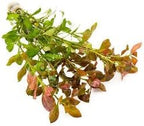 SubstrateSource Live Aquarium Stem Plants - Freshwater Aquatic Plant for Fish Tanks, Aquascaping - (Nesaea Pedicellata Golden, 1 Bunch)