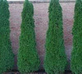 Four Pack of Emerald Arborvitaes - Evergreen Privacy Hedge - 4 Live Plants Shipped 1 to 2 Feet Tall by DAS Farms (No California)