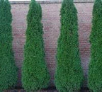 Emerald Arborvitae - Live Plants Shipped 1 to 2 Feet Tall by DAS Farms (No California)