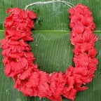 Red Hibiscus. rosa-sinensis. Live Plant - Tropical Blooming Hibiscus, Pretty Flowers, Used in Tea and Juice (4 red Hibiscus Cups)
