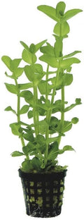 Potted Live Aquarium Plants | Freshwater Aquatic Plants for Aquariums (Moneywort, 3 Pack)