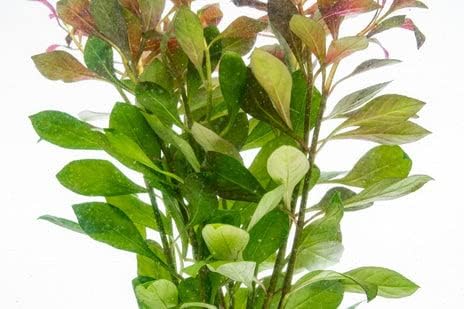 SubstrateSource Live Aquarium Stem Plants - Freshwater Aquatic Plant for Fish Tanks, Aquascaping - (Nesaea Pedicellata Golden, 1 Bunch)