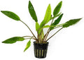 SubstrateSource Cryptocoryne Live Aquarium Plants - Freshwater Plant for Aquariums, Planted Fish Tanks - Beginner Friendly (Sri Lanka, 3 Pots (15-20 Plants))