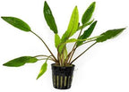 SubstrateSource Cryptocoryne Live Aquarium Plants - Freshwater Plant for Aquariums, Planted Fish Tanks - Beginner Friendly (Sri Lanka, 3 Pots (15-20 Plants))
