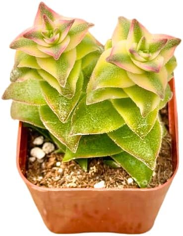 2" Variegated String of Buttons Unique Succulents Plants Live, Live Starter Succulent Plants, Easy Care House Plants Rooted in Succulent Soil Mix, by The Succulent Cult
