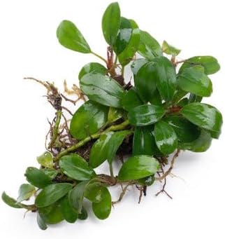 SubstrateSource Bucephalandra Kir Royale Live Aquarium Plant - Natural Freshwater Fish Tank Decorations, Aquatic Decor (Small Clump (3-5 Plants))