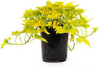 American Plant Exchange Lime Sweet Potato Vine – 6-Inch Pot – Live Trailing Foliage Plant, Fast-Growing Ornamental Vine for Hanging Baskets, Patio Containers & Garden Borders