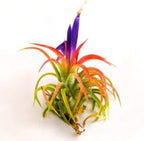 3 Pack Jumbo Air Plant Ionantha Guatemala 'Macho' - Live Tillandsia Succulent House Plants - Available in Wholesale and Bulk - Home and Garden Decor - Easy Care Indoor/Outdoor Air Plants