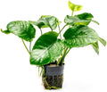 SubstrateSource Anubias Live Aquarium Plants - Potted Freshwater Plant for Fish Tanks, Terrariums - Beginner Friendly Low Light (Barteri Wrinkle Leaf, 5 Pots)