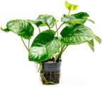 SubstrateSource Anubias Live Aquarium Plants - Potted Freshwater Plant for Fish Tanks, Terrariums - Beginner Friendly Low Light (Barteri Wrinkle Leaf, 1 Pot)
