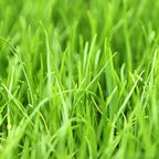 Annual Ryegrass Seeds for Planting - Premium Quality Rye Grass (1 Pound)