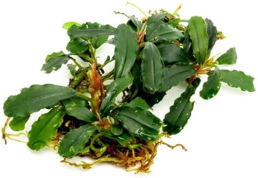 SubstrateSource Bucephalandra Titan #2 Live Aquarium Plant - Natural Freshwater Fish Tank Decorations, Aquatic Decor (Small Clump (3-5 Plants))