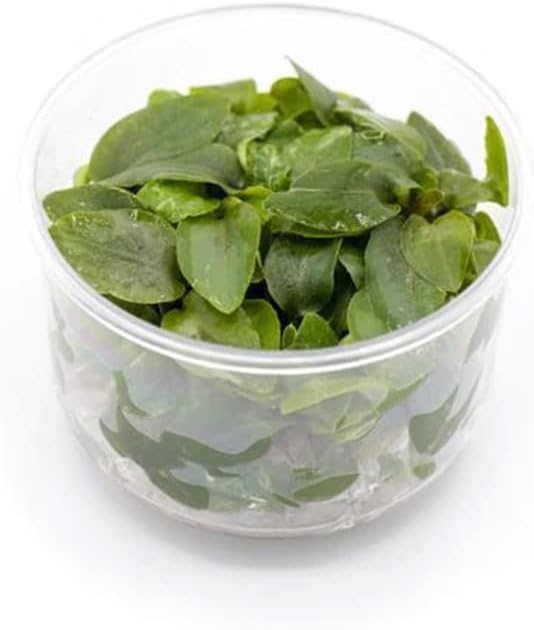 Ultum Nature Systems Lagenandra Meeboldii 'Red' Tissue Culture Live Plant for Aquarium, Freshwater Fish Tank, Aquascaping - 100% Snail Free in Vitro