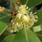 Mediterranean Bay Leaf, Bay Laurel Live Plant. Saratoga Variety - Laurus Nobilis. Live Plant. Fragrant, Fresh, Edible. Best for Pot Planting and Indoor. Mild Flavor. (2 Saratoga Plants in Sac)