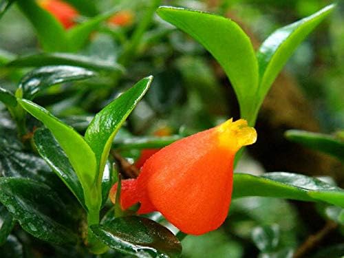 Goldfish Plant 6inch Hanging Pot -Profuse Bloomer Plant