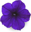 Blue Petunia - Complete Seed Pod Plugs with Plant Food - 10 Pods for Hydroponic Gardens, Click and Grow, Lettuce Grow and Outdoor Gardens