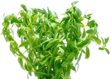 SubstrateSource Live Aquarium Stem Plants - Freshwater Aquatic Plant for Fish Tanks, Aquascaping - (Staurogyne Sp. Porto Velho, 1 Pot)