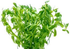 SubstrateSource Live Aquarium Stem Plants - Freshwater Aquatic Plant for Fish Tanks, Aquascaping - (Staurogyne Sp. Porto Velho, 1 Pot)