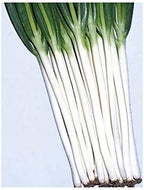 Evergreen White Bunching Onion - Hardy and Will OverWinter