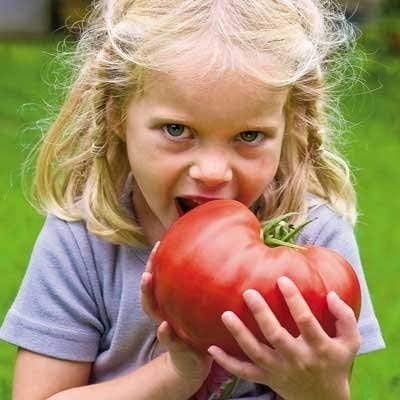 Vicky's Vegetable Garden Seed Kit | Grow 14 Different Types of Vegetables - Easy and Fun