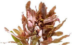 SubstrateSource Live Aquarium Stem Plants - Freshwater Aquatic Plant for Fish Tanks, Aquascaping - (Hydrocotyle Leucocephala Variegated, Pot)