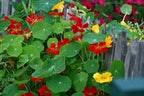 Clovers Garden Nasturtium Plants – Two (2) Live Plants – Non-GMO - Not Seeds - Each 4" to 8" Tall – in 4" Inch Pots – Deliciously Edible