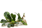SubstrateSource Bucephalandra Brownie Phantom Live Aquarium Plant - Natural Freshwater Fish Tank Decorations, Aquatic Decor (Plant (10-15 Leaves))