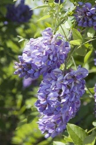 Amethyst Falls Wisteria Frutescens Vine | 20 Live Plants | Beautiful Drought Tolerant Fragrant Purple Flowering Vine