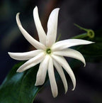 Live Angel Wing Jasmine (Jasminum Nitidum) Plants - Fragrant, White Blooming Evergreen Shrub for Any Garden (2 jas Angel Cups)