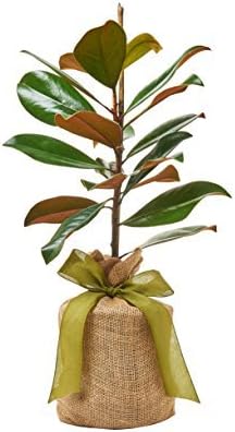 Southern Magnolia Sympathy Gift Tree by The Magnolia Company - Get Beautiful and Fragrant Flowers on Lush in Memory Magnolia Tree Gift - Can Not Ship to California