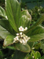 Viburnum Suspensum | 3 Large Gallon Size Plants I Sandankwa I Live Durable Evergreen Shrub with Fragrant Blooms, Ideal for Hedges, Privacy Screens, and Ornamental Landscaping