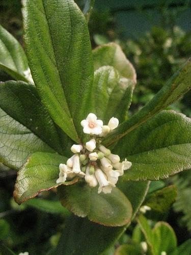 Viburnum Suspensum | 1 Large Gallon Size Plant I Sandankwa I Live Durable Evergreen Shrub with Fragrant Blooms, Ideal for Hedges, Privacy Screens, and Ornamental Landscaping