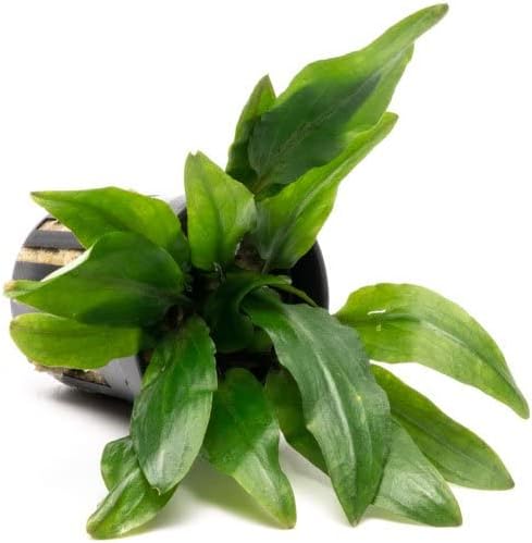 SubstrateSource Cryptocoryne Live Aquarium Plants - Freshwater Plant for Aquariums, Planted Fish Tanks - Beginner Friendly (Petchii, 1 Pot (3-5 Plants))