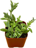 Succulents Plants Live 2" String of Dolphins, Live Mini Succulent Plants, Easy Care House Plants Rooted in Succulent Soil Mix, by The Succulent Cult