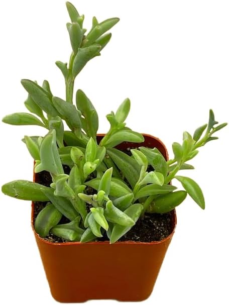 Succulents Plants Live 2" String of Dolphins, Live Mini Succulent Plants, Easy Care House Plants Rooted in Succulent Soil Mix, by The Succulent Cult