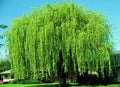 4 Bright Green Weeping Willow Cuttings, Grow 4 Trees - Wisconsin Weeping Willow Root Stock -