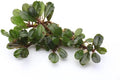 SubstrateSource Bucephalandra Peacock Live Aquarium Plant - Natural Freshwater Fish Tank Decorations, Aquatic Decor (Plant (6-10 Leaves))