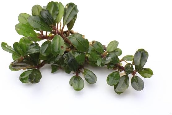 SubstrateSource Bucephalandra Peacock Live Aquarium Plant - Natural Freshwater Fish Tank Decorations, Aquatic Decor (Plant (6-10 Leaves))