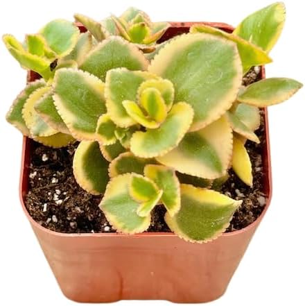 2" Sedum Sunsparkler Lime Unique Succulents Plants Live, Live Starter Succulent Plants, Easy Care House Plants Rooted in Succulent Soil Mix, by The Succulent Cult