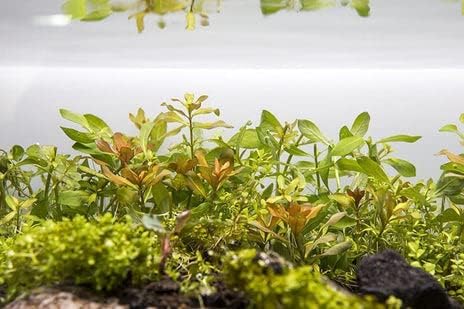 SubstrateSource Live Aquarium Stem Plants - Freshwater Aquatic Plant for Fish Tanks, Aquascaping - (Needle Leaf Ludwigia Arcuata, 4 Bunches)