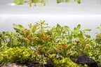 SubstrateSource Live Aquarium Stem Plants - Freshwater Aquatic Plant for Fish Tanks, Aquascaping - (Needle Leaf Ludwigia Arcuata, 4 Bunches)